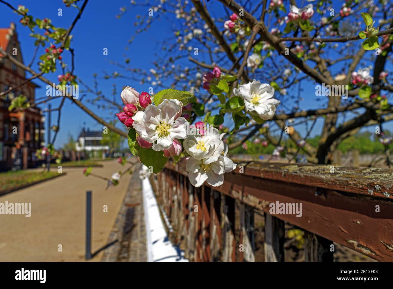 Apfelbaum, Apfelbaumblüten *** Caption locale *** Europa, Germania, Renania-Palatinato, Speyer, strada portuale, Schum città, mela, mela blo Foto Stock