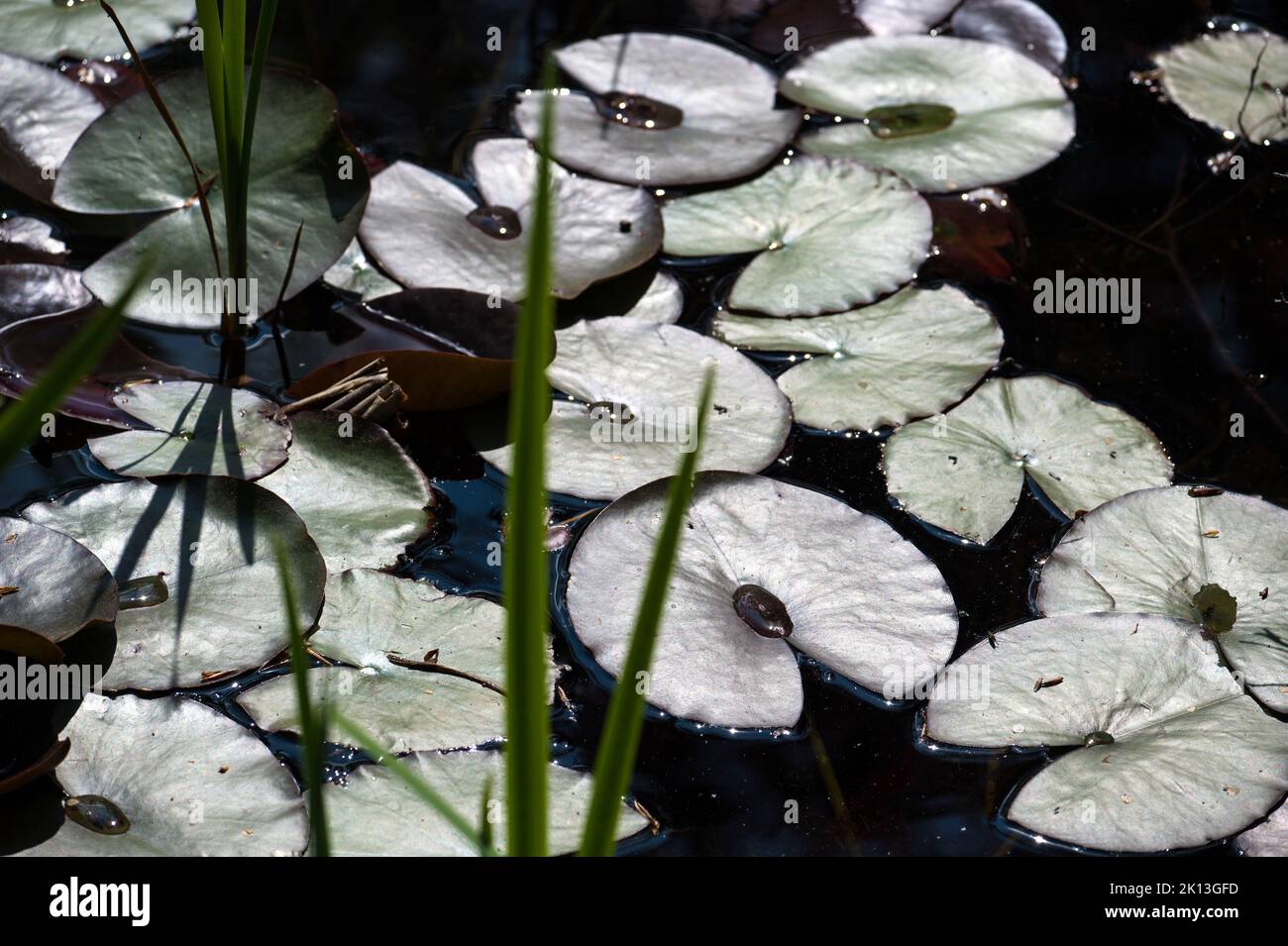 Seerosenblätter in einem Teich in Burgdorf am 3.05.22. Didascalia locale *** foglie, giardino, nikkor, nympaea alba, foglia galleggiante, foglie galleggianti, Foto Stock