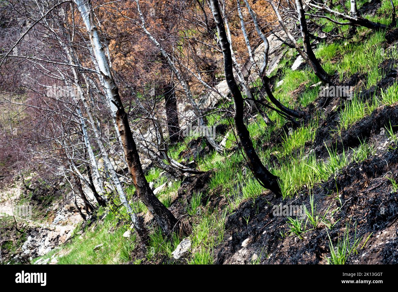 Verkohlter Birkenwald am Südabhang des Monte Gambarogno in der Gem. Gambarogno am 11.05.2022. Foto Stock