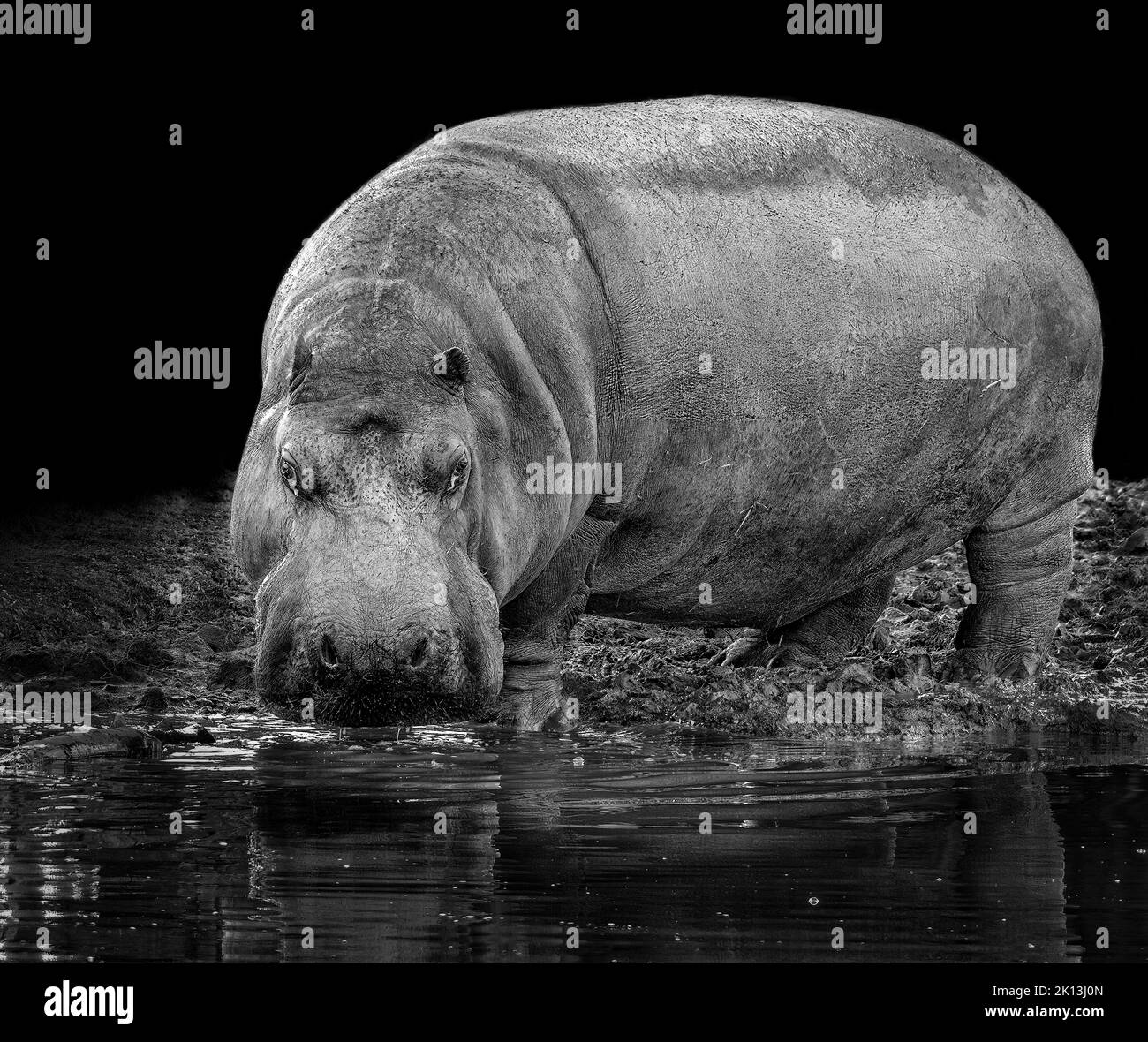 Hippo black and white Foto e Immagini Stock in Bianco e Nero