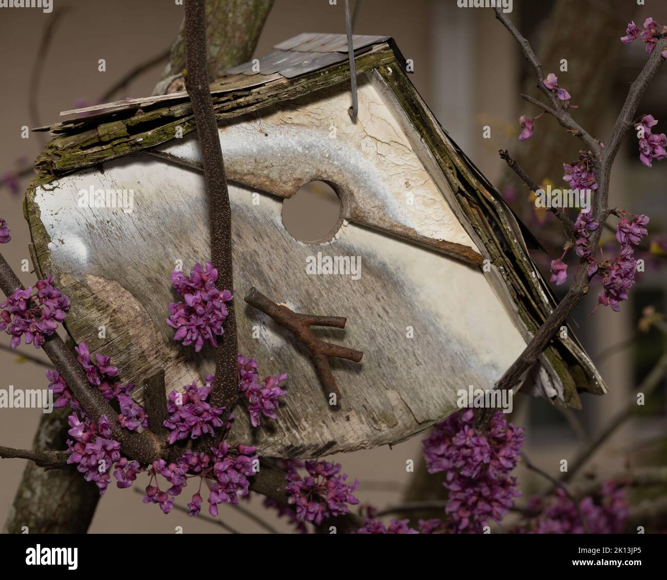 Un primo piano di un birdhouse su un albero in fiore Foto Stock