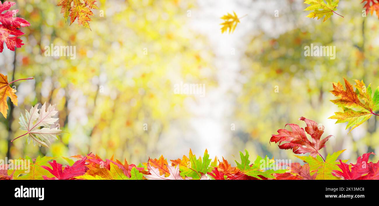 Sfondo autunnale con un whis autunno foglie colorate e bel bokeh soleggiato. Foto Stock