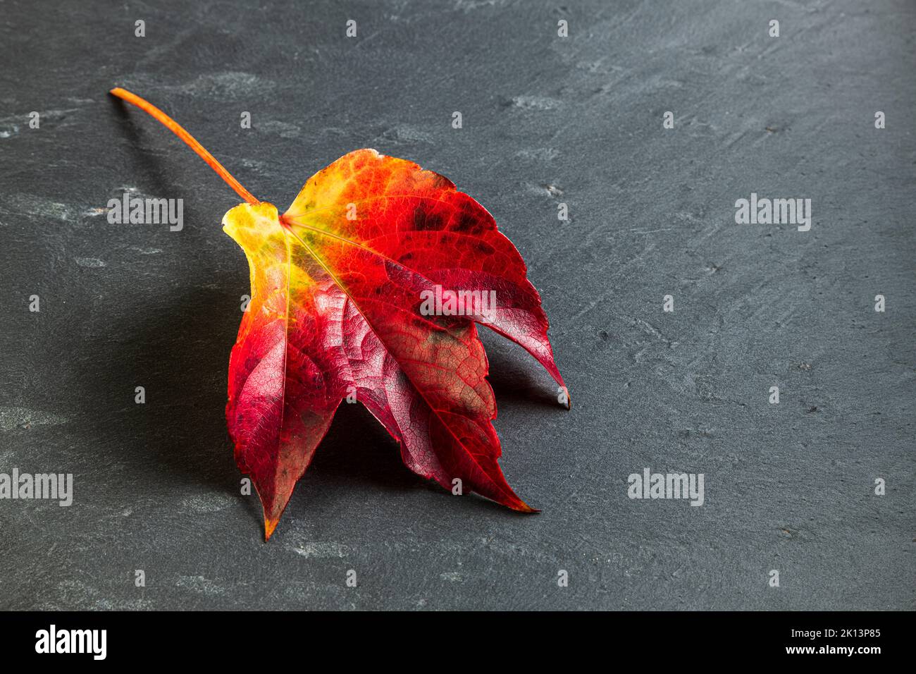 La foglia di un Parthenocissus tricuspidata veitchii in colori autunnali isolati su fondo di ardesia grigio scuro. Foto Stock