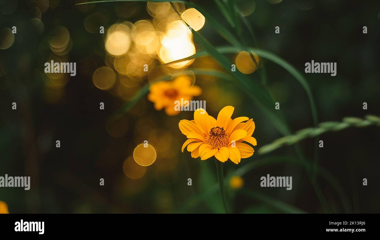 Magnifici fiori gialli sullo sfondo di un tramonto estivo nella foresta. Foto Stock