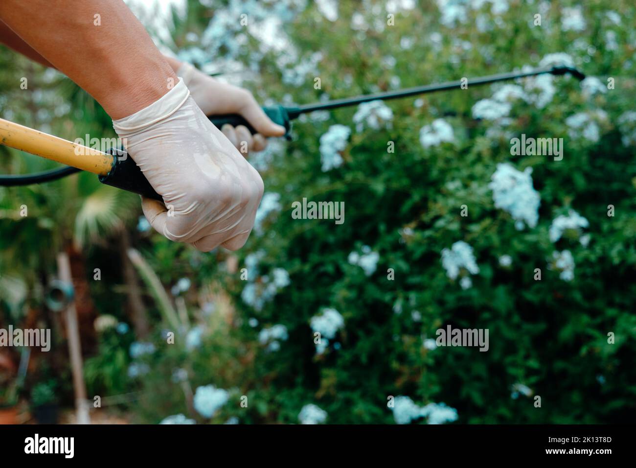 primo piano di un uomo, indossando guanti protettivi, in un terreno agricolo, utilizzando uno spruzzatore a zaino per spruzzare insetticida su un arbusto Foto Stock