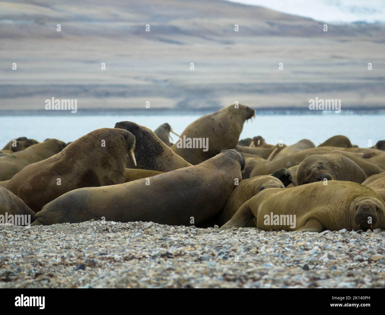 Colonia di Waltrus che giace sulla riva. Paesaggio artico su sfondo sfocato. Nordaustlandet, Svalbard, Norvegia Foto Stock