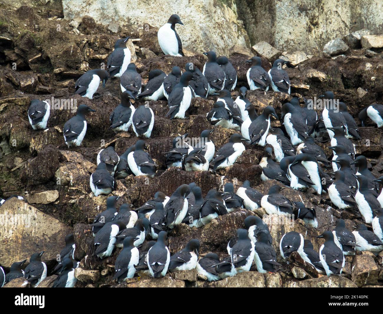 Colonia di Murres a panche di uccelli nella scogliera di Alkefjellet. Ospita oltre 60.000 paia di Guillemots Brunnichs. Arcipelago di Hinlopen, Spitsbergen, Svalbard Foto Stock