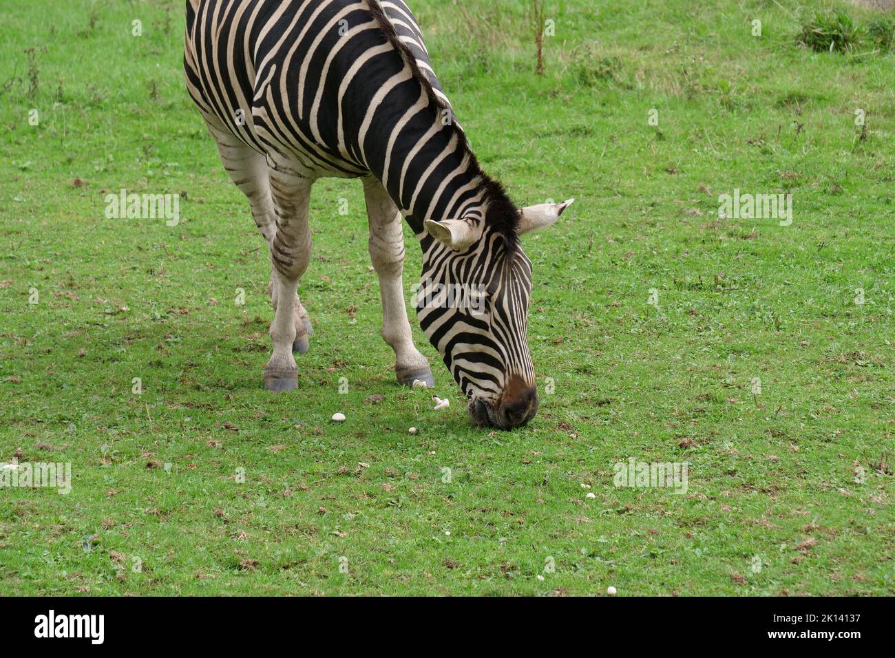 Zoo di Dartmoor Foto Stock