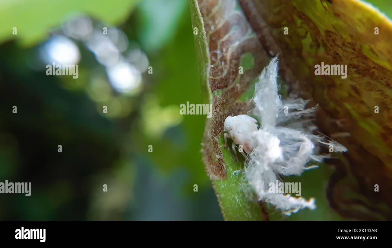 Un insetto bianco di Lawana Conspersa in una foresta Foto Stock