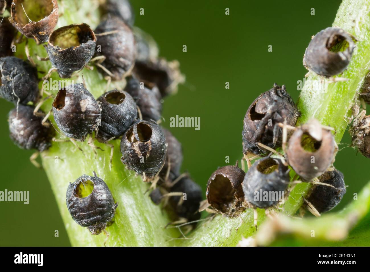 Apid parassitoide vittime di vespa Foto Stock