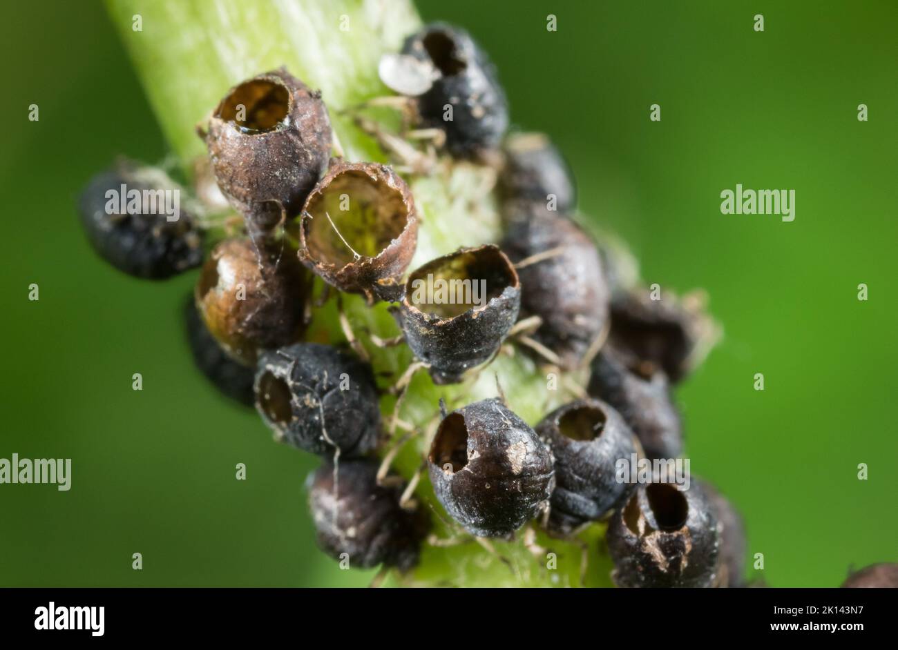 Apid parassitoide vittime di vespa Foto Stock