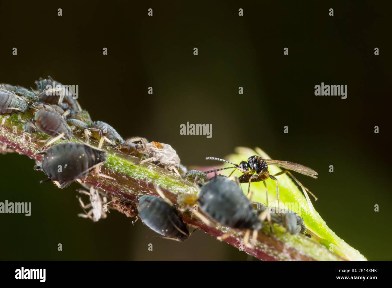 Apide parasitoide wasp (Aphidiinae) uova di deposizione, su un prato, Finlandia selvatica. Foto Stock