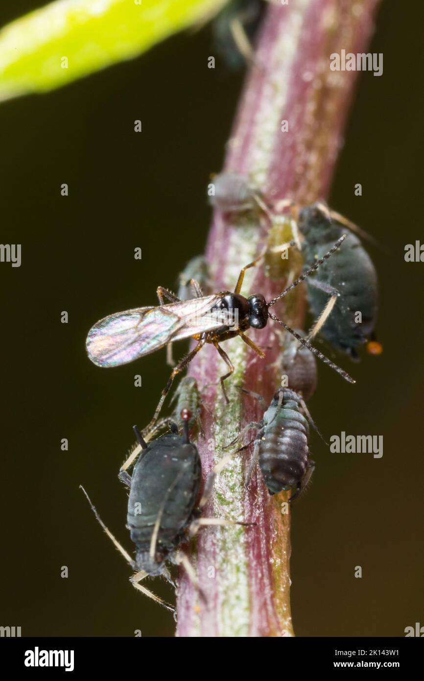 Apide parasitoide wasp (Aphidiinae) uova di deposizione, su un prato, Finlandia selvatica. Foto Stock