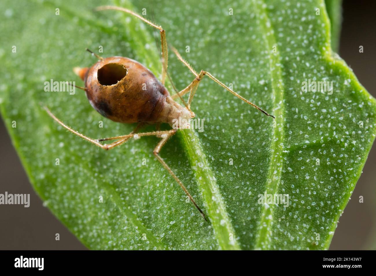 Apide parassitoide vittima di vespa Foto Stock