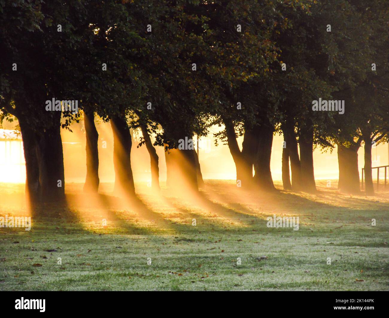 Vista magica della prima luce dorata dell'alba che splende attraverso una linea di alberi. Foto Stock