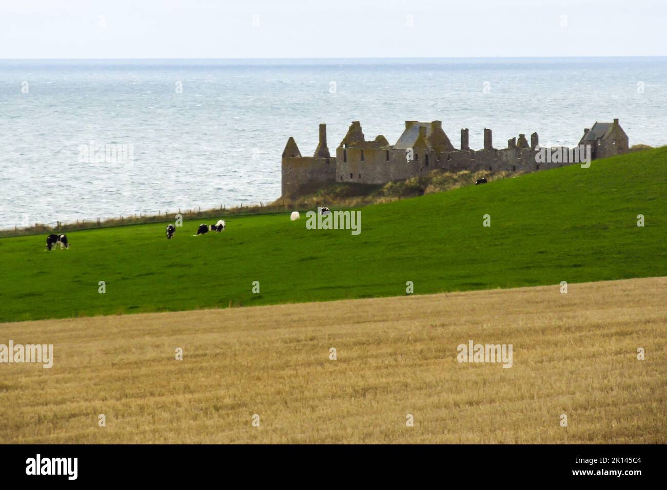 Mucche in un campo, con le rovine di un castello scozzese medievale sullo sfondo, lungo la costa dell'Aberdeenshire. Foto Stock