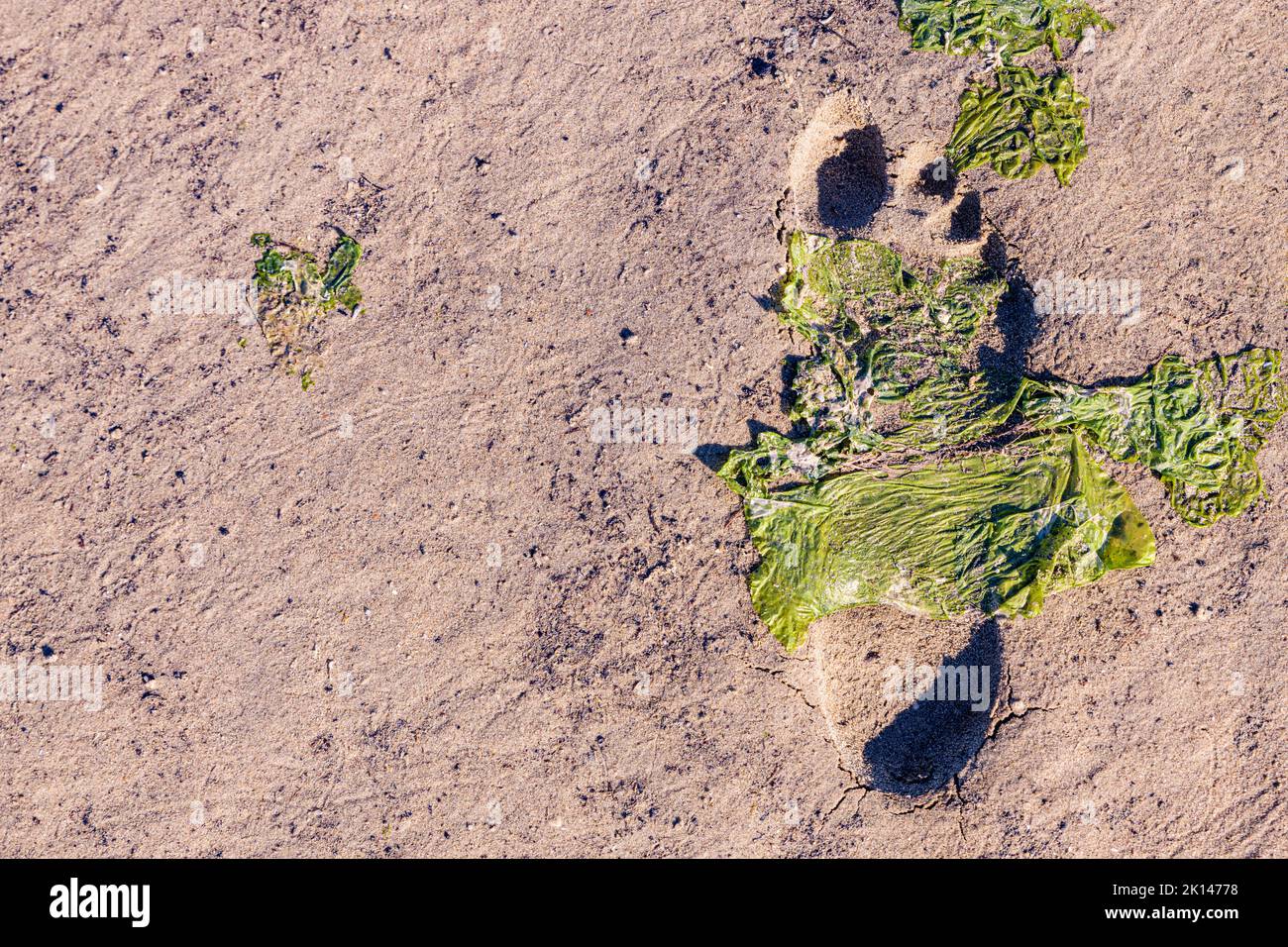 L'impronta di un singolo piede umano nella sabbia bagnata con alghe sulla spiaggia. Foto Stock