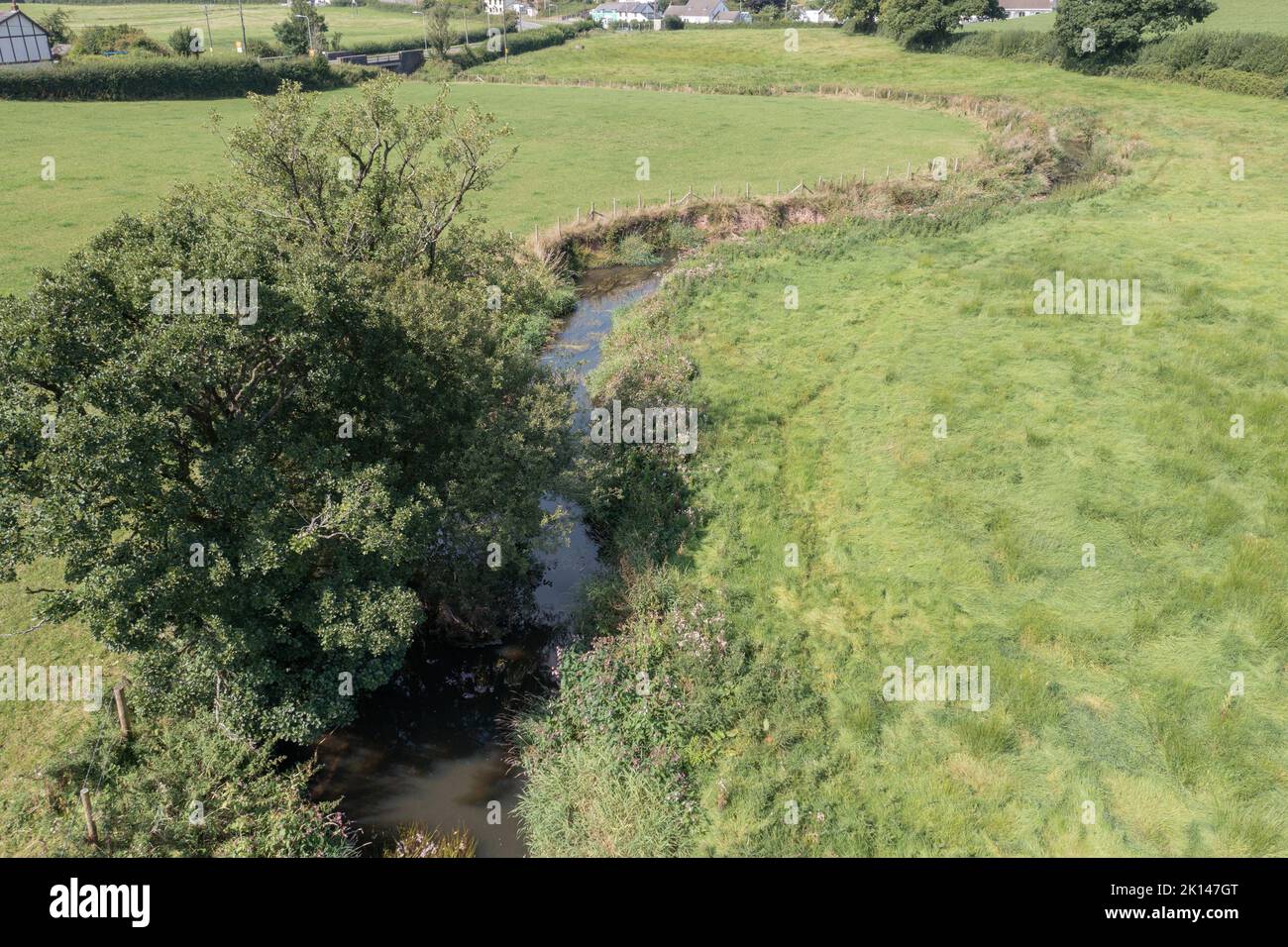 Balsamo himalayano non nativo che cresce lungo le rive del Gwendraeth Fach, Carmarthenshire, Galles, Regno Unito Foto Stock