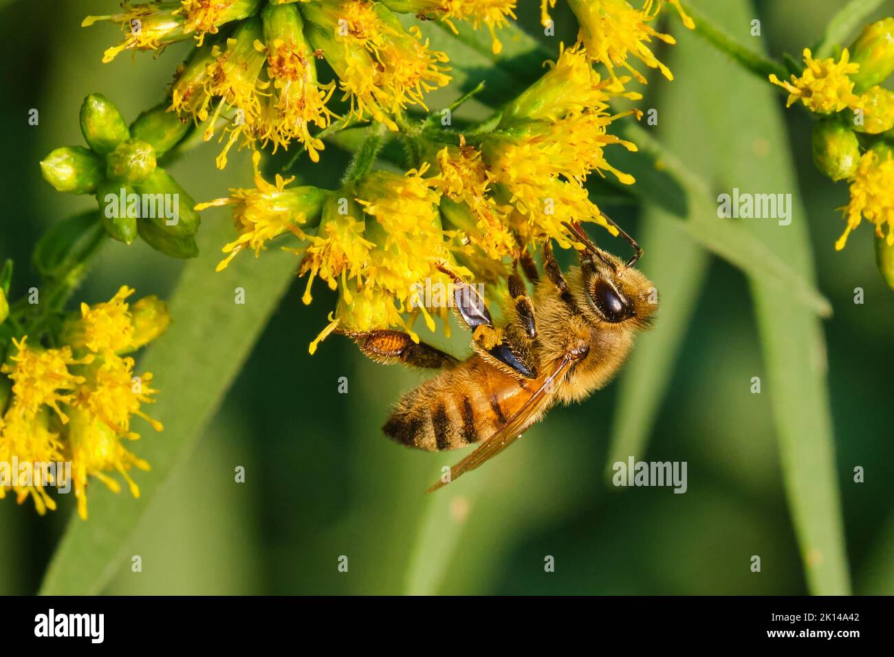 L'ape del miele pende capovolta su un goldenrod durante una sera di estate Foto Stock