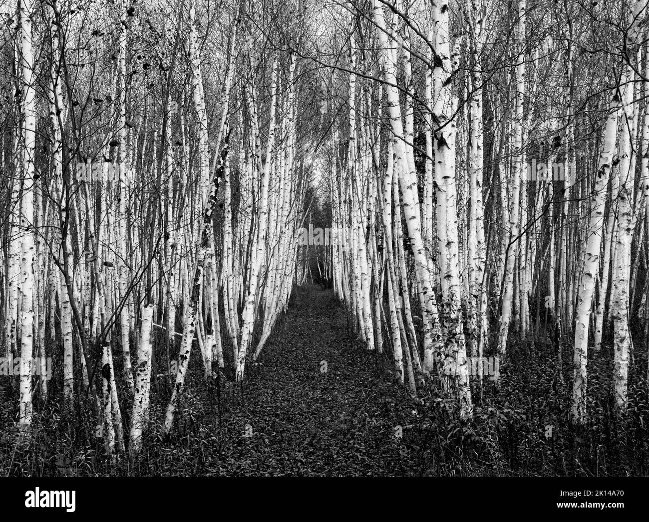 Un sentiero attraverso un boschetto di Birch dopo che le foglie sono cadute in autunno è visto chiaramente, Door County, Wisconsin Foto Stock