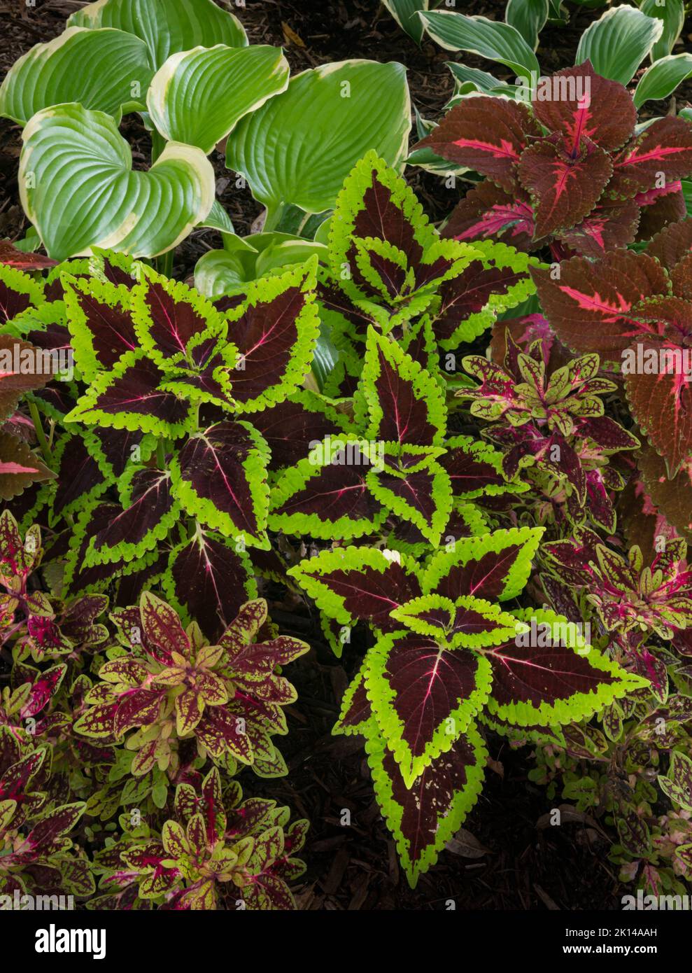 Coleus e Hosta crescono insieme in un giardino suburbano, Will County, Illinois Foto Stock