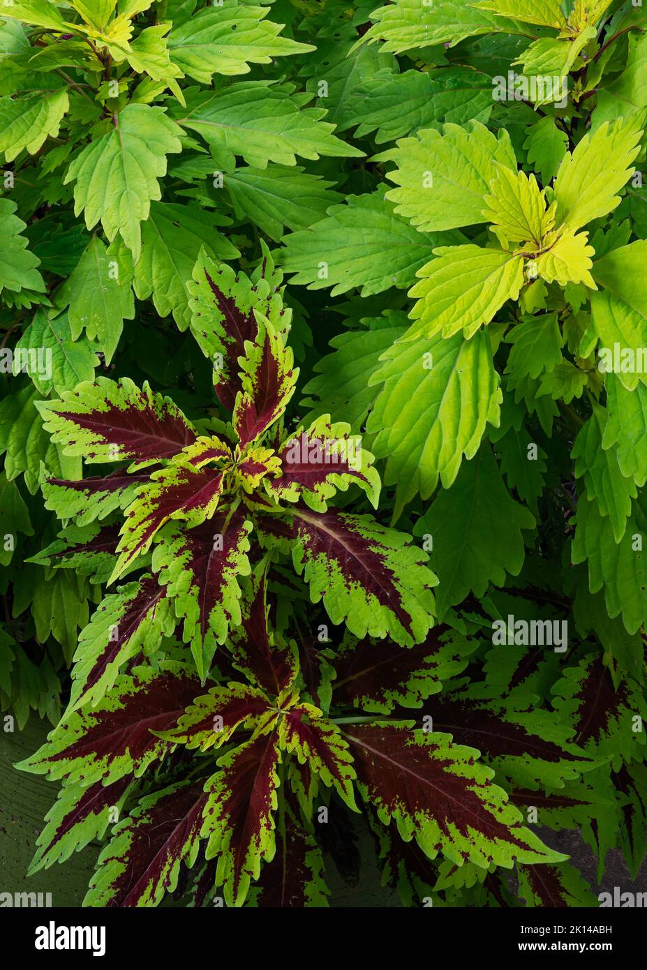 Coleus, varietà verdi e maroon centrate, crescono insieme in un giardino suburbano, Will County, Illinois Foto Stock