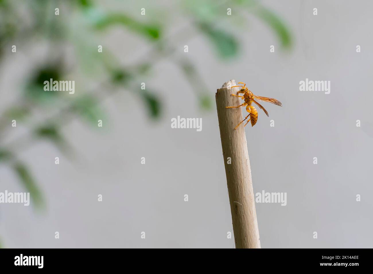 Vespola vulgaris, conosciuta come la vespa comune, appesa a un bastone in giardino fatto in casa. Howrah, Bengala Occidentale, India. Foto Stock