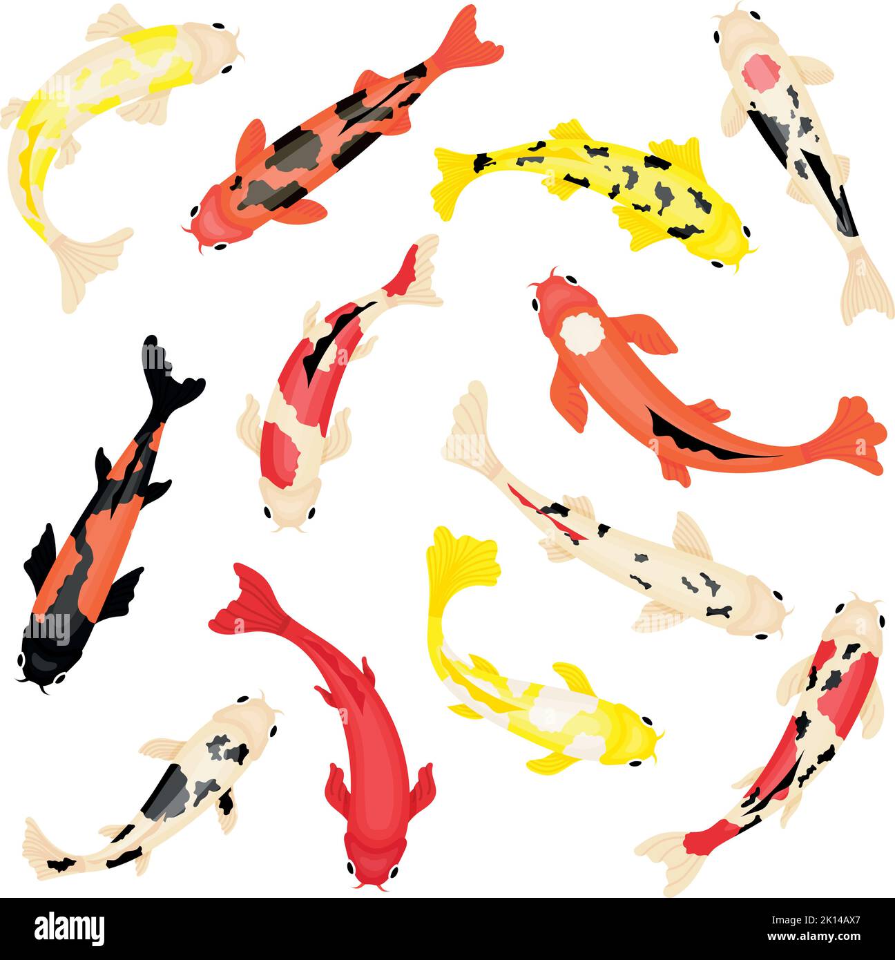 Koi carps nuoto. Colorata vista dall'alto del pesce giapponese Illustrazione Vettoriale