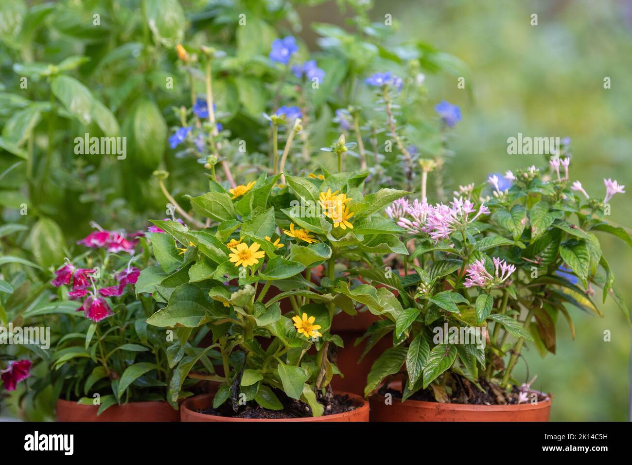 Blu daze, dianthus, melamboad, e penta fiorire in un giorno d'estate. Foto Stock