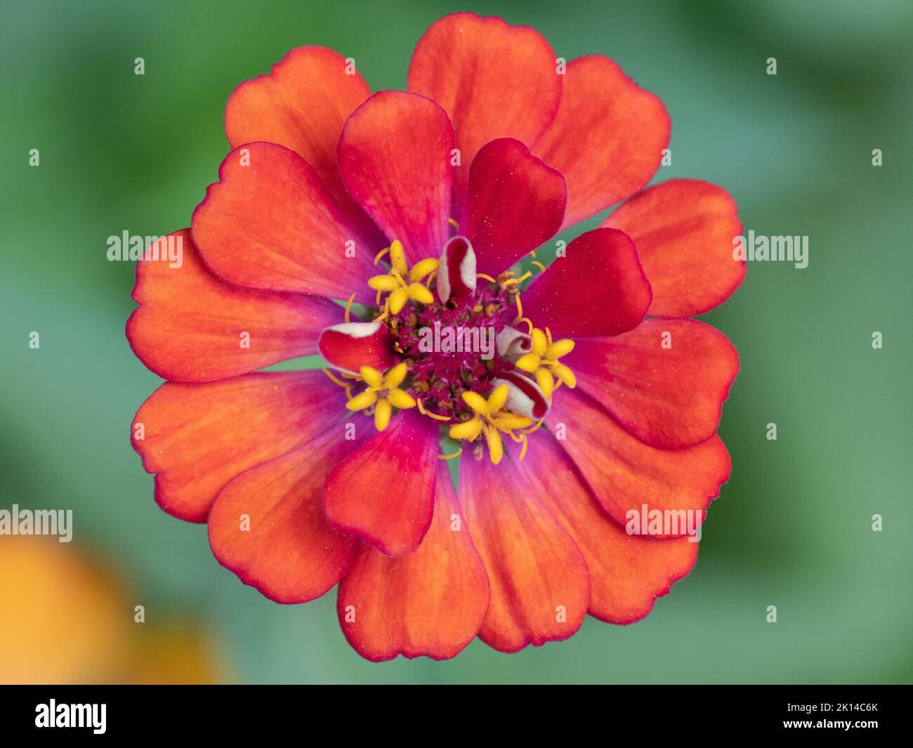 Un fiore con petali rossi su sfondo verde sfocato. Foto Stock