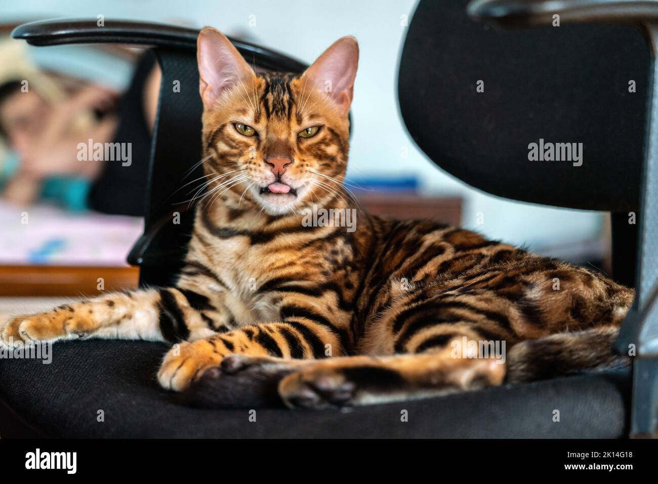 Giovane gatto bengala tirato su una sedia Foto Stock