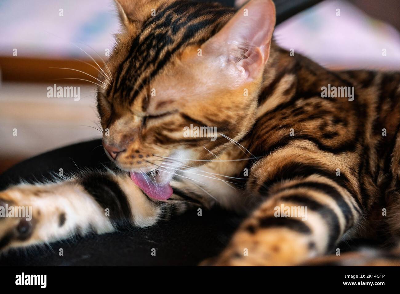 Giovane gatto bengala tirato su una sedia Foto Stock