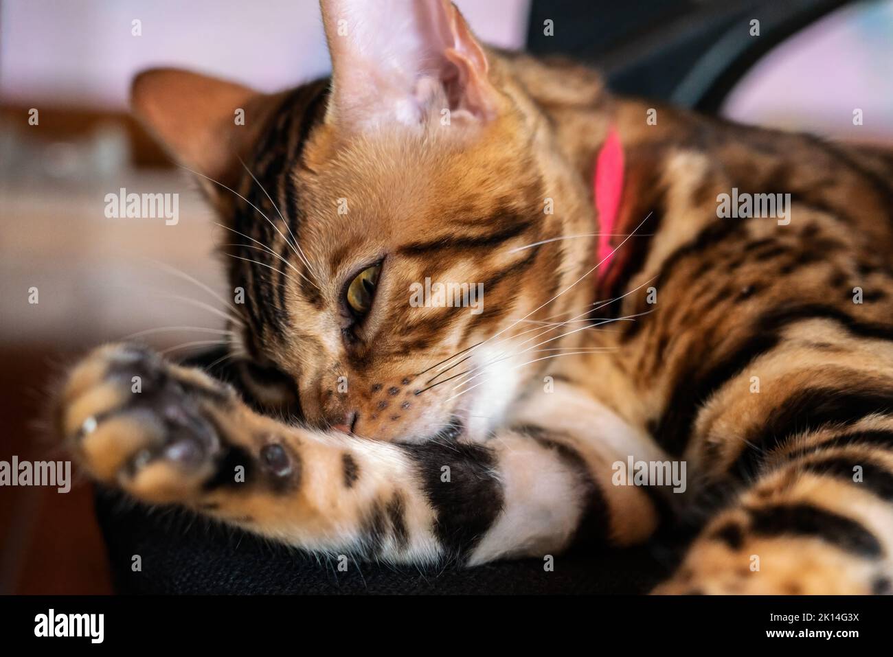 Giovane gatto bengala tirato su una sedia Foto Stock