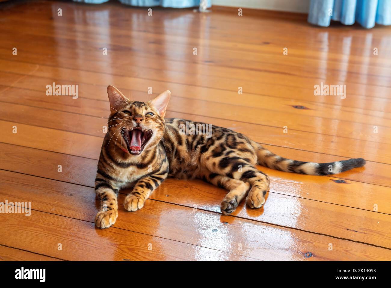 Giovane gatto bengala purerosso che riposa sul pavimento Foto Stock