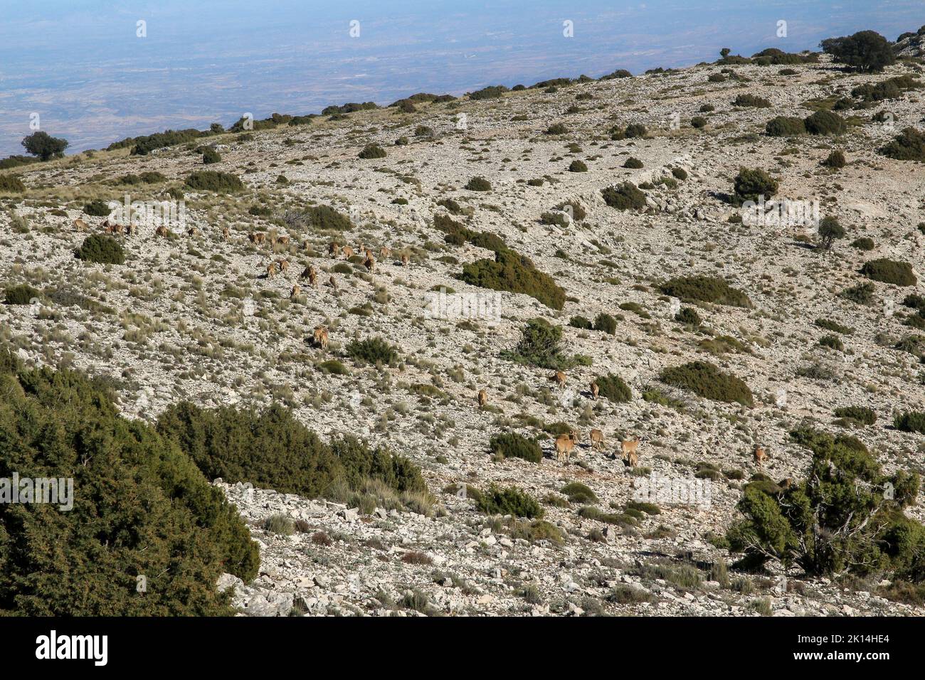 Capre di montagna che pascolano in Sierra Espuña. Sierra Espuña è un massiccio montuoso con una fitta foresta prevalentemente di pini, con una ricca flora e fa Foto Stock