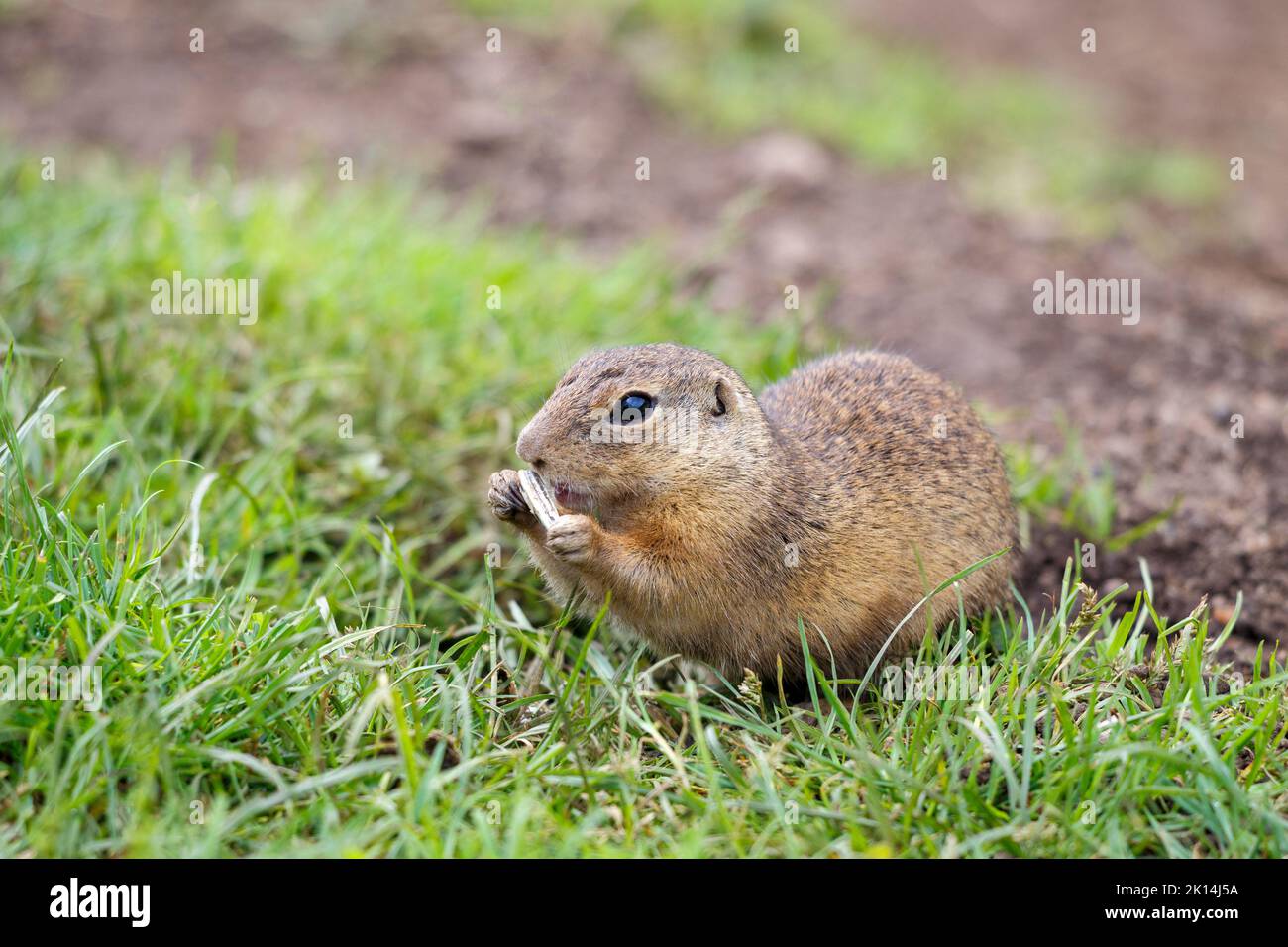 Lo scoiattolo macinato europeo mangia semi. Il parco nazionale dell'altopiano di Muranska planina nella Slovacchia centrale, in Europa. Foto Stock
