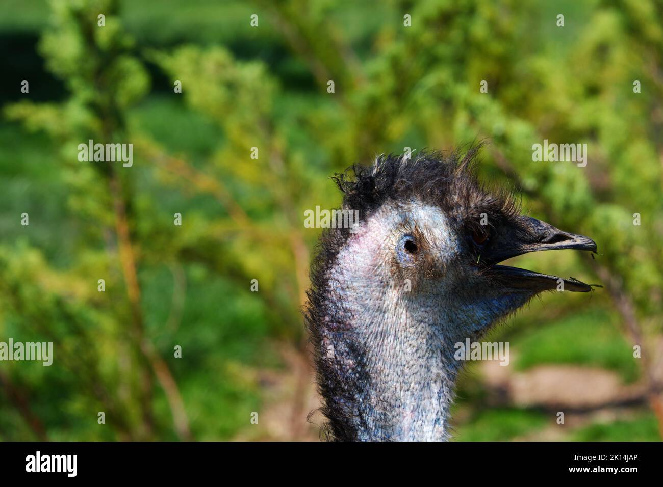 Primo piano dell'uccello dell'UEM Foto Stock
