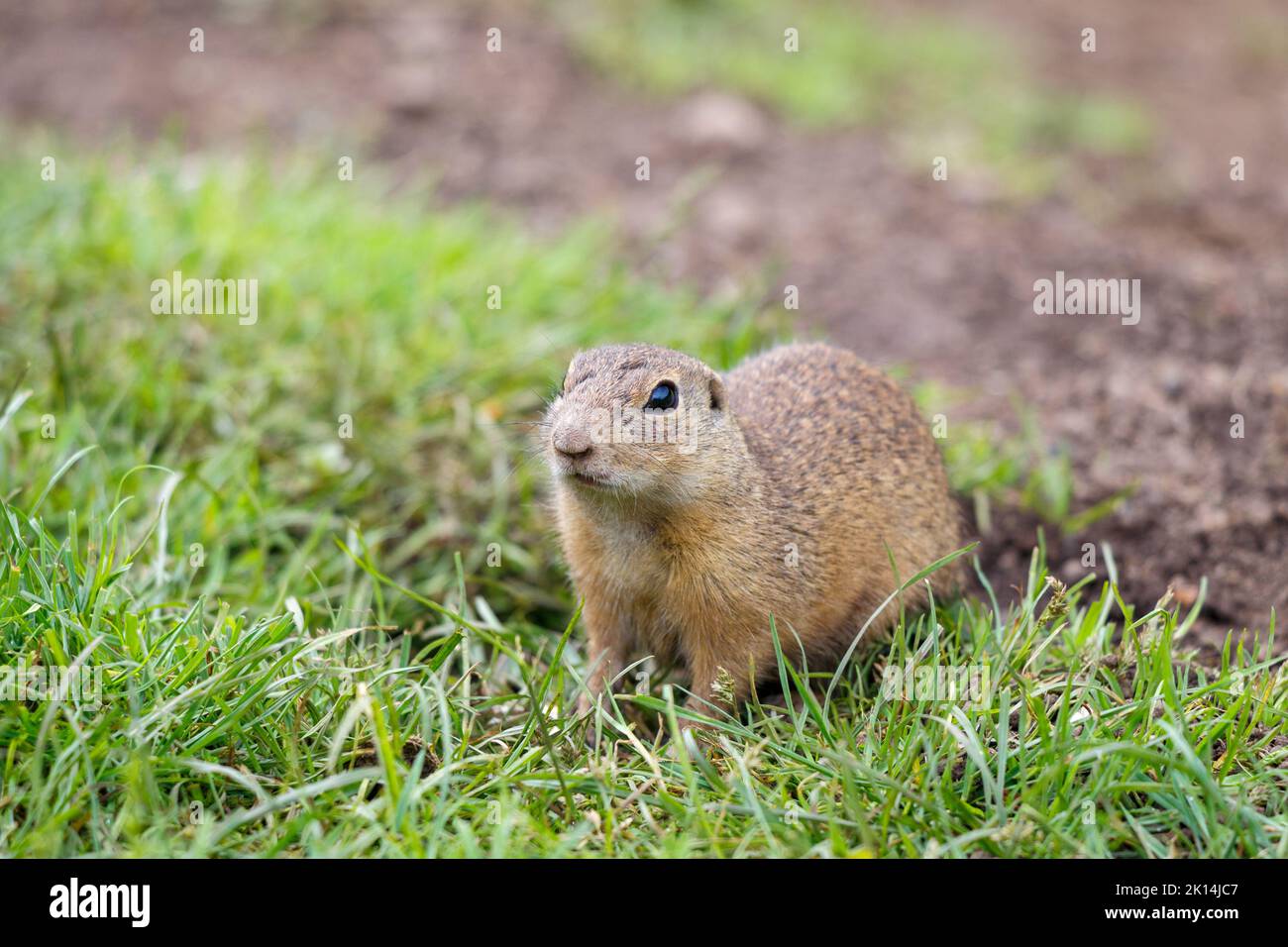 Lo scoiattolo di terra europeo nel parco nazionale dell'altopiano di Muranska planina nella Slovacchia centrale, in Europa Foto Stock