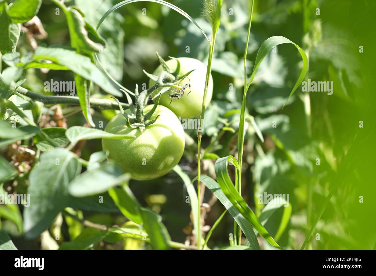 Pomodori verdi che crescono in letti in condizioni di sole. Verdure non mature su rami in orto. Concetto di orticoltura, agricoltura e biologico p Foto Stock