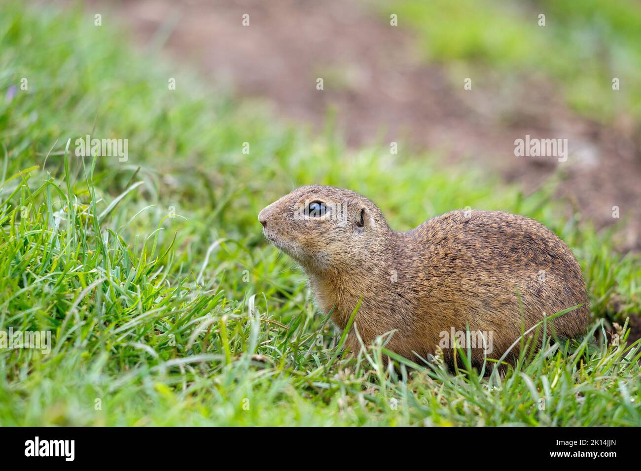 Lo scoiattolo di terra europeo nel parco nazionale dell'altopiano di Muranska planina nella Slovacchia centrale, in Europa Foto Stock