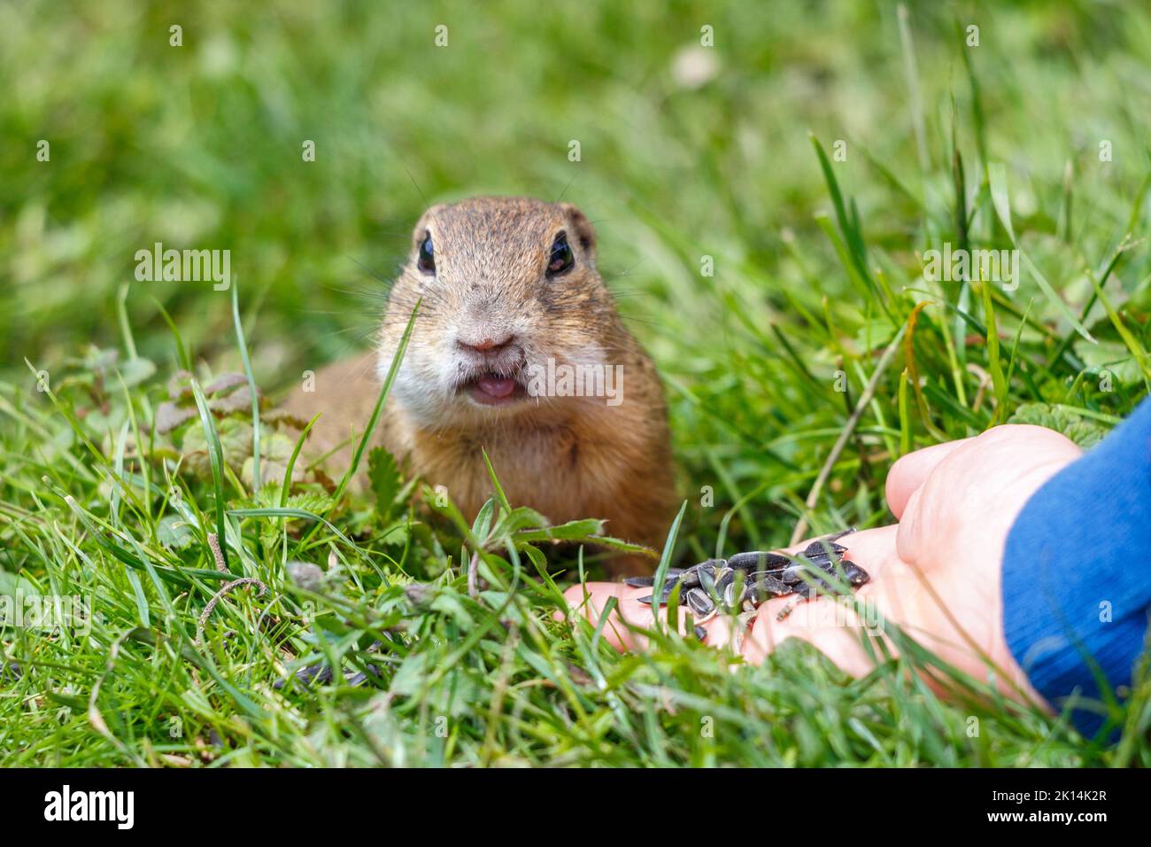 Lo scoiattolo macinato europeo che mangia semi a mano. Il parco nazionale dell'altopiano di Muranska planina nella Slovacchia centrale, in Europa. Foto Stock