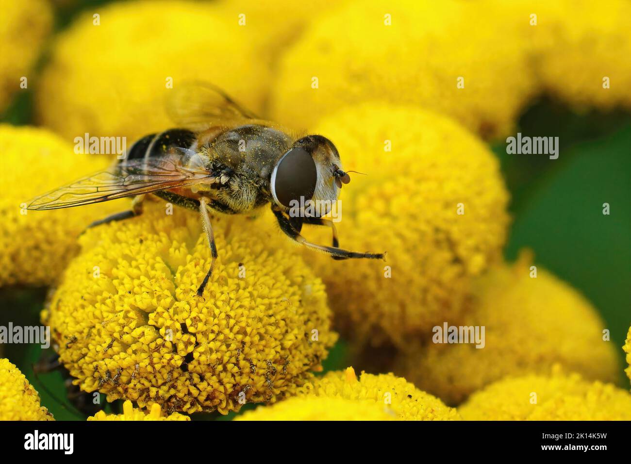 Outdoorscloseup su una mosca di droni europei, l'arbustoro eristalico su un fiore giallo di tansy, Tanacetum vulgare Foto Stock