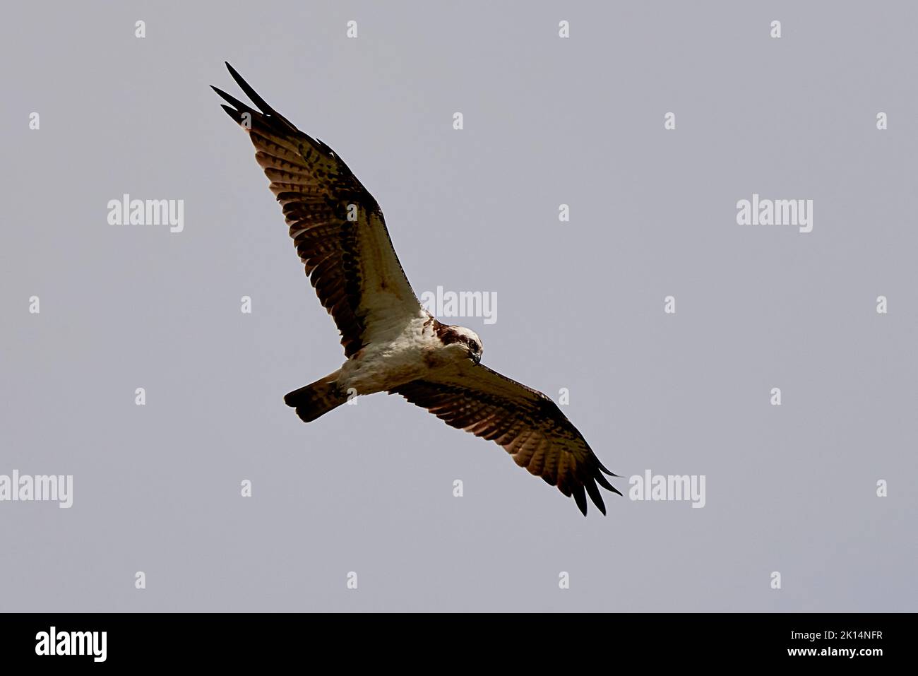 Osprey in Flight, Laggan Locks, Scozia Foto Stock