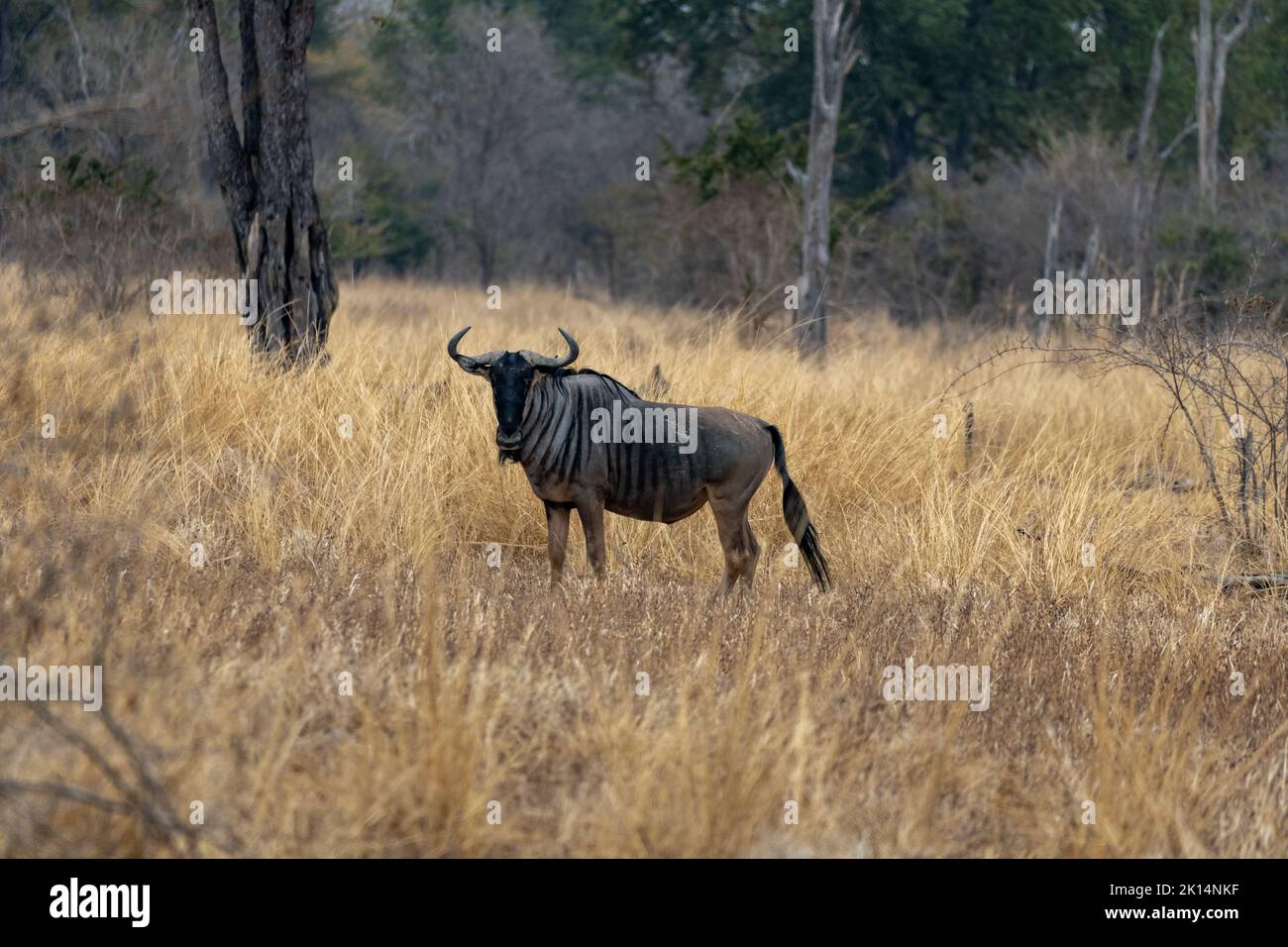 Un incredibile primo piano di un wildebeest isolato che si muove nel cespuglio Foto Stock