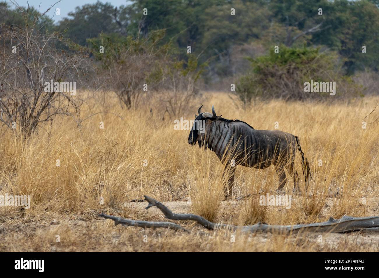 Un incredibile primo piano di un wildebeest isolato che si muove nel cespuglio Foto Stock