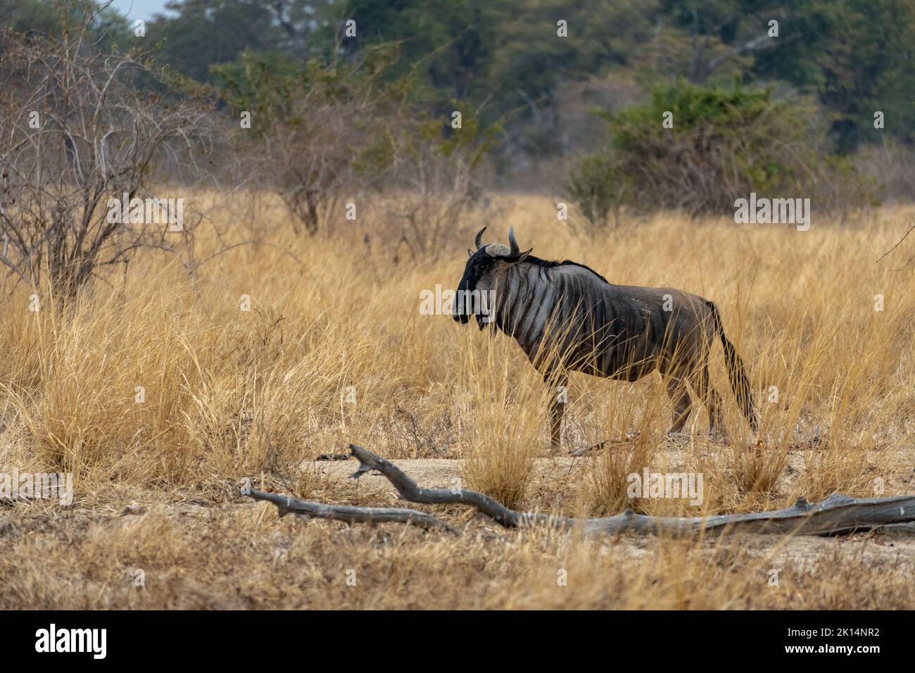 Un incredibile primo piano di un wildebeest isolato che si muove nel cespuglio Foto Stock