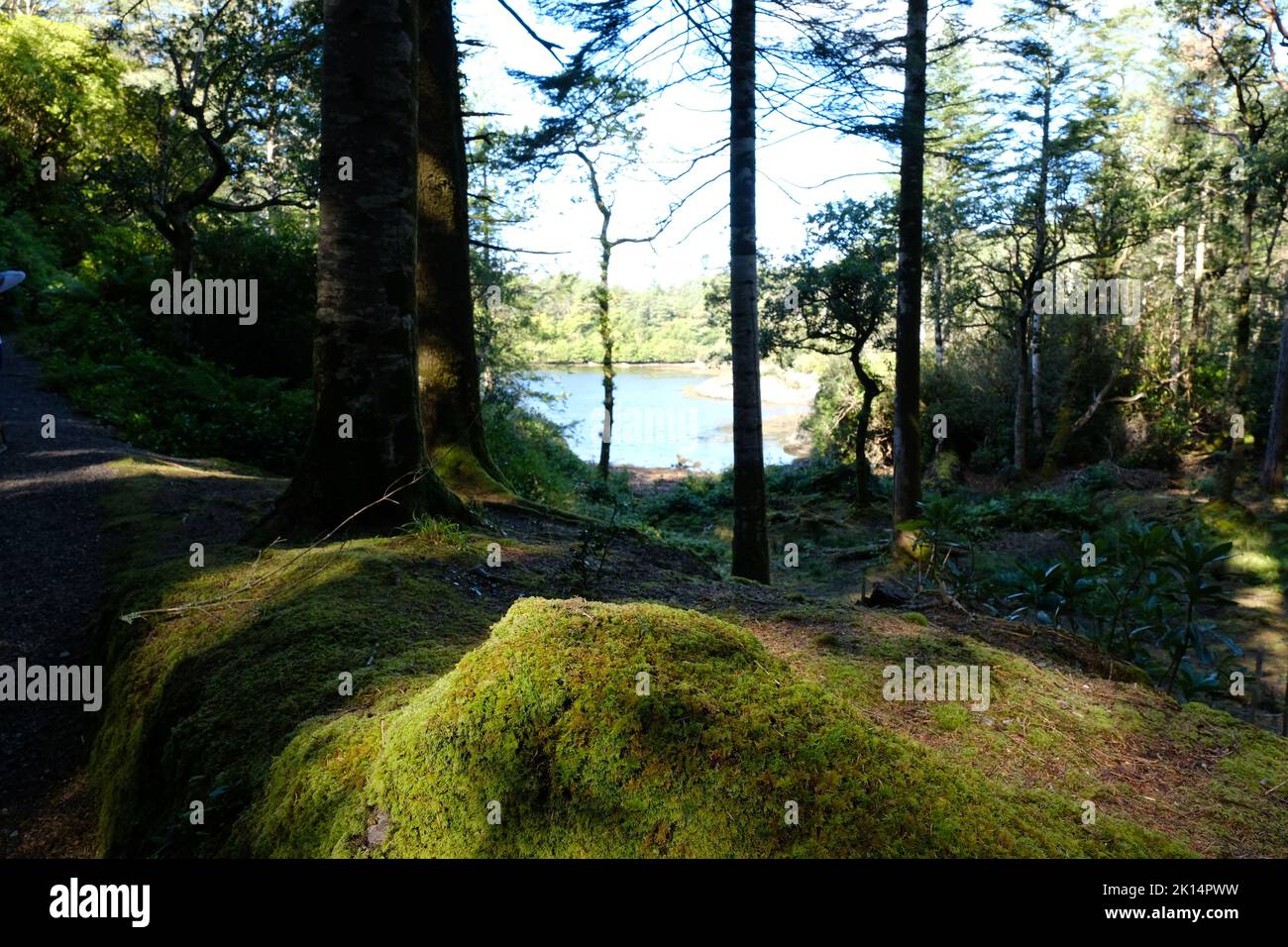Costa irlandese vicino a Derreen Gardens, Contea di Kerry - John Gollop Foto Stock