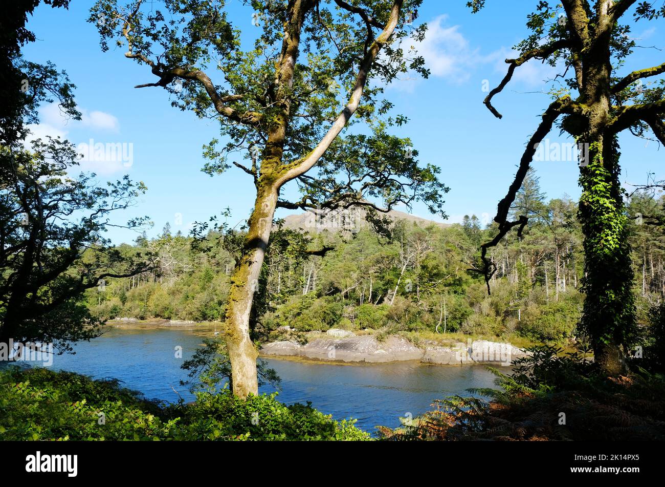 Costa irlandese vicino a Derreen Gardens, Contea di Kerry - John Gollop Foto Stock