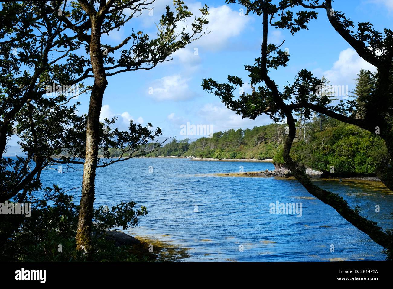 Costa irlandese vicino a Derreen Gardens, Contea di Kerry - John Gollop Foto Stock