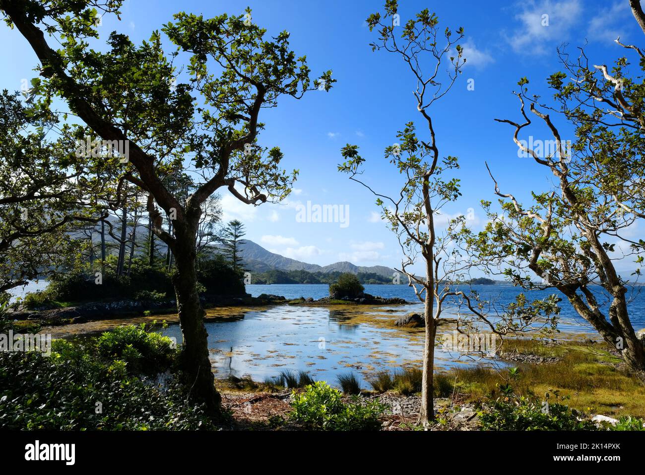 Costa irlandese vicino a Derreen Gardens, Contea di Kerry - John Gollop Foto Stock
